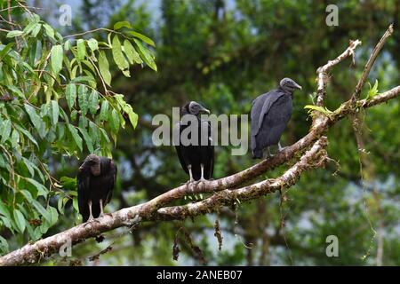 Un buitre negro en la selva tropical costarricense
