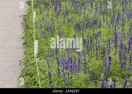 Mealy sage (Salvia farinacea 'Victoria'), aka mealycup sage, flores de color azul-violeta intenso, en un denso stand, Mar de flores Xinshe, Taichung, Taiwán Foto de stock