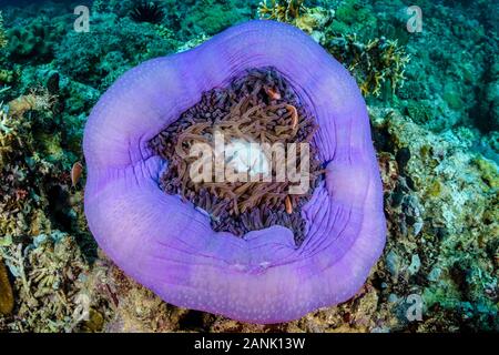 Rosa, Amphiprion perideraion anemonefish, nadar entre los tentáculos de su anémona anfitrión sobre un arrecife en Papua Nueva Guinea, Indo-pacifico, Foto de stock