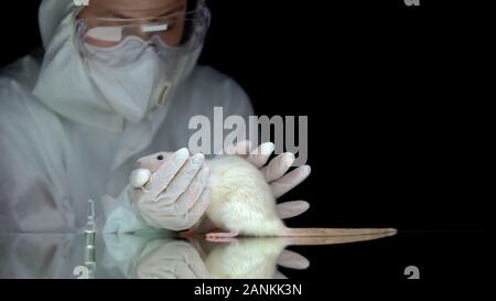 Scientist celebración rat, la ampolla con la medicina sobre tabla, prueba en animales, la farmacología