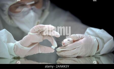 Investigador celebración píldoras y rata, experimentos farmacológicos, tratamientos de salud