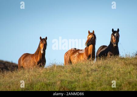Tres salvajes caballos Kaimanawa parado en la cima de la montaña en la primera luz del día Foto de stock