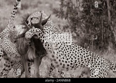 Guepardos cazando un salvaje en las llanuras de África dentro de la Reserva Nacional Masai Mara durante un safari de vida silvestre