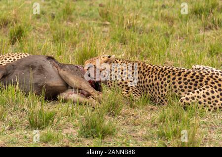 Guepardos cazando un salvaje en las llanuras de África dentro de la Reserva Nacional Masai Mara durante un safari de vida silvestre