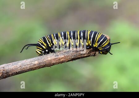 Caterpillar de mariposa monarca Danaus plexippus en una planta de malezas Foto de stock