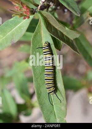 Caterpillar de mariposa monarca Danaus plexippus en una planta de malezas Foto de stock