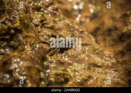 Cangrejo común sobre una piedra mojada rock (región mediterránea) Foto de stock