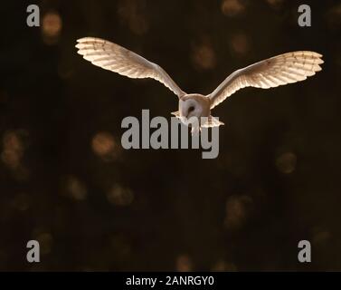 Una salvaje Lechuza de Campanario (Tyto alba) en vuelo por el ajuste retroiluminado, Cotswolds