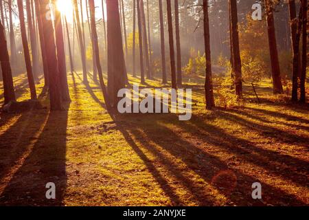 Hermoso bosque de pinos en otoño temprano en la mañana. Amanecer en el bosque Foto de stock