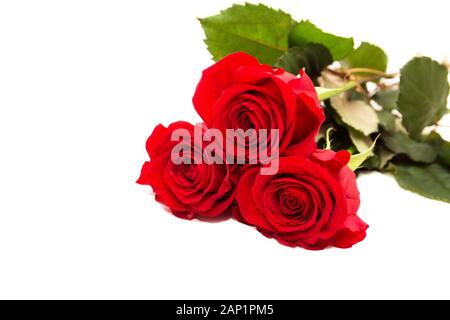 Ramo de 3 rosas rojas sobre un fondo blanco Fotografía de stock - Alamy