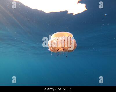 Una colorida medusa huevo frito (Cotylorhiza tuberculata) en aguas poco profundas en el mar Mediterráneo, España, Mallorca Foto de stock