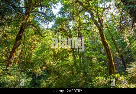 Mirando el dosel de árboles de la mayoría de árboles de arce de hoja grande, bosque pluvial Hoh en el Parque Nacional Olímpico cerca del río Hoh, Washington, EE.UU.. Foto de stock