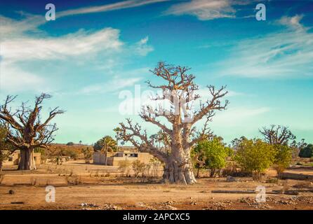 Sabana africana con árbol típico de baobab en Senegal, África. Está cerca de Dakar. En el fondo hay un cielo azul. Foto de stock