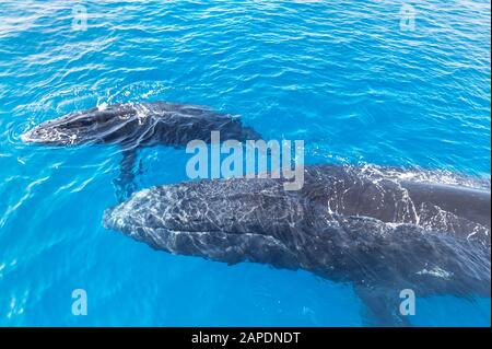 Las ballenas jorobadas, Madre y Cría (Megaptera novaeangliae), Hervey Bay, Queensland, Australia Foto de stock