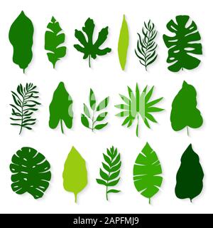 Siluetas de hojas tropicales sobre fondo blanco. Ilustración vectorial Ilustración del Vector