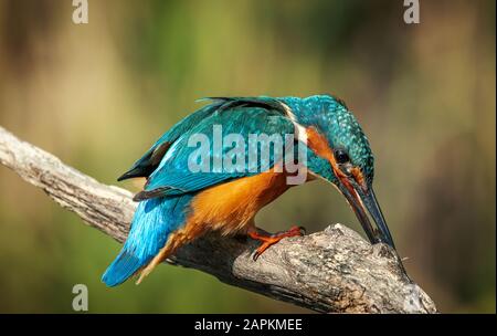 Kingfisher común de Klippan en Suecia.
