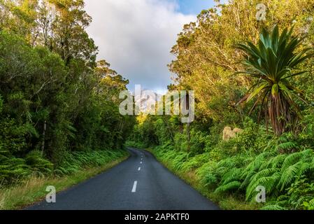 Nueva Zelanda, carretera vacía cortando a través de bosque verde en el Parque Nacional Egmont Foto de stock