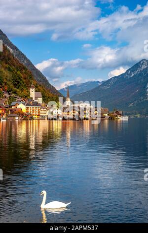 Austria, Alta Austria, Hallstatt, Swan nadando en el lago Hallstatt con la ciudad costera en el fondo Foto de stock