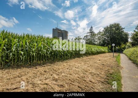 Campo de maíz y girasoles en las afueras de las zonas residenciales de Berna, la capital de Suiza. Foto de stock