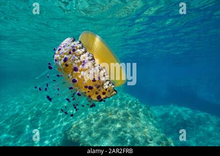Una medusa mediterránea, Cotylorhiza tuberculata, subacuática cerca de la superficie del mar, Riviera Francesa, Francia Foto de stock