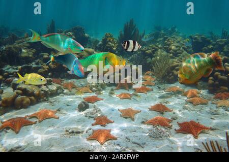 Estrellas de mar con peces tropicales coloridos bajo el agua en un arrecife de coral mar Caribe