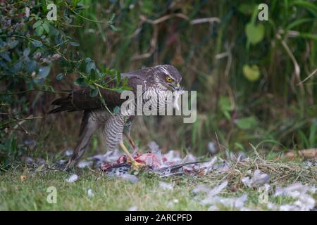 Sparrowhawk, Accipiter nisus, mujer adulta soltera sobre el terreno con paloma de Feral recién asesinado. Tome Lea Valley, Essex, Reino Unido.