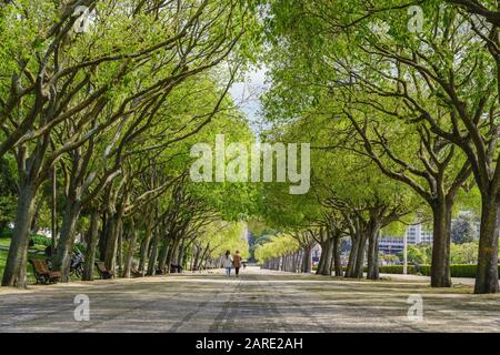 Lisboa Portugal ciudad horizonte de túnel de árboles en el Parque Eduardo VII Foto de stock