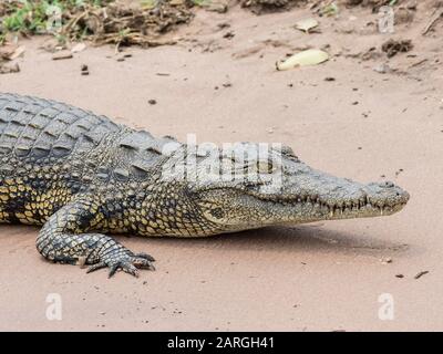 Un cocodrilo adulto del Nilo (Crocodylus niloticus) en el Parque Nacional de Chobe, Botswana, África