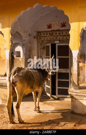 India, Rajasthan, Shekhawati, Nawalgarh, vaca en la puerta de la casa