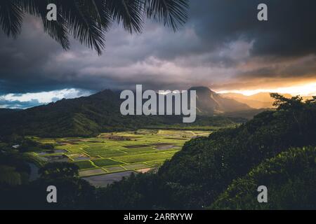 Hanalei valle taro campos atardecer