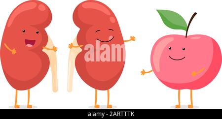 Fuerte sano riñón feliz sonriente carácter de emoción con manzana roja. Anatomía humana sistema genitourinario órgano interno con nutrición eco-alimentaria. Ilustración de dibujos animados vegetales vectoriales Ilustración del Vector
