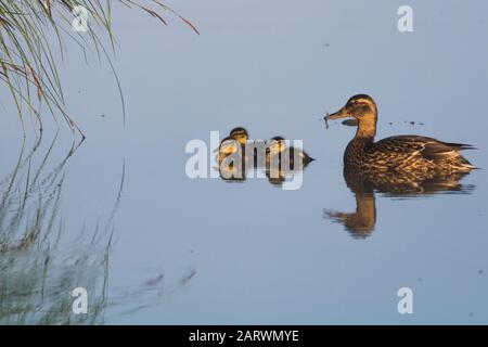 Hermosa inyección de un pato madre con sus lindos patitos nadar en frente