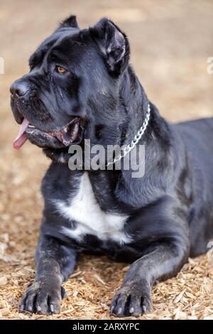 cuanto come un cane corso cachorro de 8 semanas