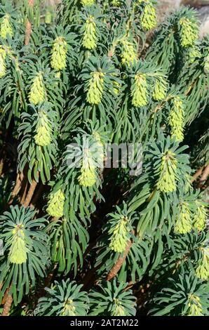Euphorbia caracteres forestcate spurge perenne planta perenne plata gris hojas espigas de flores amarillas Foto de stock