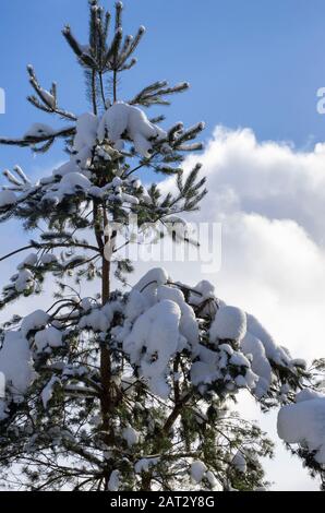 Parte superior de una picea Noruega cubierta de nieve y pequeñas icículas sobre el fondo de un cielo azul con nubes Foto de stock