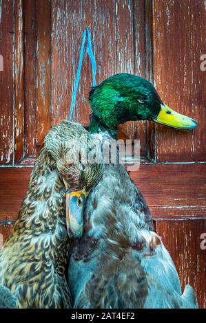 Dos patos de Mallard (Anas platyrhynchos) un pato y un drake, colgando en una puerta después de un tiro de pato Foto de stock