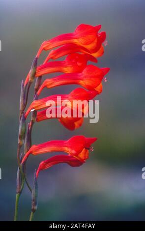 Bugle Lily, Watsonia, Watsonia spec., Iridaceae, inflorescencia, flores, flor, planta, Sudáfrica Foto de stock