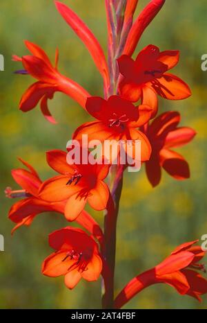 Bugle Lily, Watsonia spec., Iridaceae, inflorescencia, flores, flor, planta, Sudáfrica Foto de stock