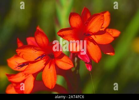 Bugle Lily, Watsonia spec., Iridaceae, inflorescencia, flores, flor, planta, Sudáfrica Foto de stock
