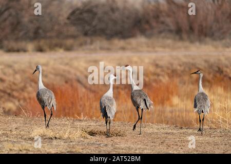 Sandhilll Cranes forrando por carretera en Bosque del Apache National Wildlife Refuge en Nuevo México. Foto de stock