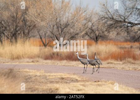 Sandhilll Cranes forrando por carretera en Bosque del Apache National Wildlife Refuge en Nuevo México. Foto de stock