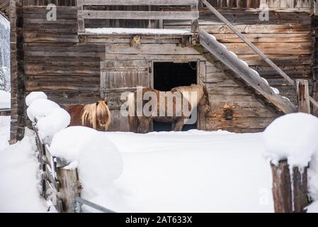 Caballo alpino de invierno y pony de pie en la nieve con el telón de fondo de una pared de madera granero. Paisaje de montaña de invierno en los Alpes. Foto de stock