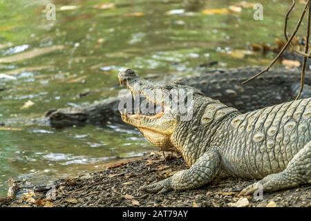 Krokodile am heiligen Krokodillibecken von Kachikally, Bakau, Gambia, Westafrika | cocodrilos en la sagrada piscina de cocodrilos kachikally, Bakau, Gambia, Foto de stock
