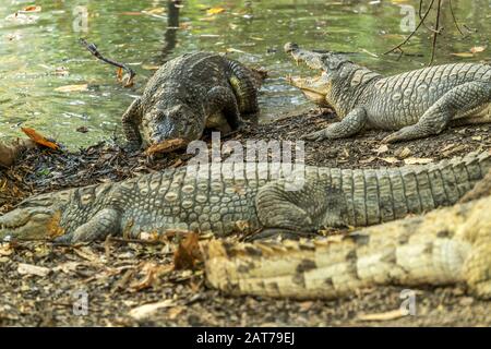 Krokodile am heiligen Krokodillibecken von Kachikally, Bakau, Gambia, Westafrika | cocodrilos en la sagrada piscina de cocodrilos kachikally, Bakau, Gambia, Foto de stock