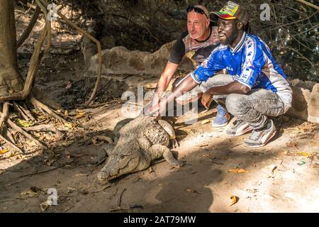 Besucher streicheln ein Krokodil am heiligen Krokodilbecken von Kachikally, Bakau, Gambia, Westafrika | visitante tocando un cocodrilo en la sagrada K Foto de stock