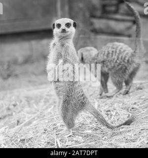 Meerkats de pie a la atención en cautiverio Foto de stock