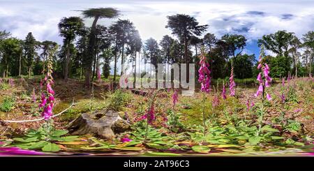 Vista panorámica en 360 grados de Foxglove flores en un nuevo bosque claro (360VR)