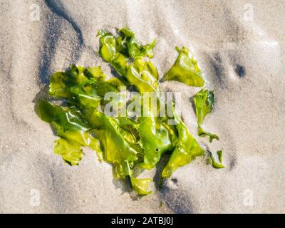 Hojas comestibles de lechuga de mar, Ulva lactuca, planta sobre arena en marea baja de Waddensea, Holanda