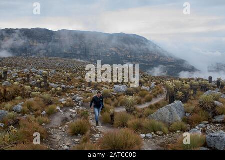 Trekking entre frailejones en el páramo de alta altitud, Parque Nacional el Cocuy, Boyacá, Colombia Foto de stock