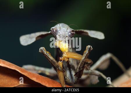 Mantis de hojas muertas comiendo un insecto, Indonesia Foto de stock